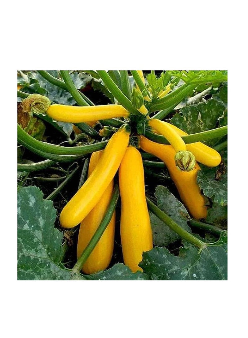 vsell24 10G Organic Banana Summer Squash Seeds Grow Banana Squash at Home Non-GMO Seeds With 98% Cleaness, 95% Purity, 80% Germination Rate 3PC - Image 5