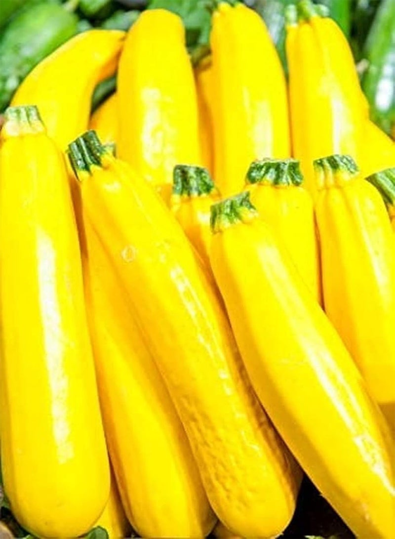 GGOOT 30Stück gelbe Zucchini Samen Zum Anpflanzen zu Hause Hohe Keimrate Jährliche Erbstück Gemüsesamen Gartenarbeit Fügen Sie Farbe für den Garten hinzu - Image 2
