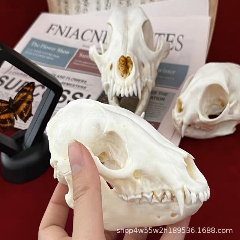 Real Animal Skull Specimen Home Decoration Collections Scientific Research Fox Skull Dog Skull Cat Skull Raccoon skull specimen [about 12cm]]