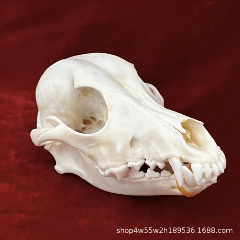 Real Animal Skull Specimen Home Decoration Collections Scientific Research Fox Skull Dog Skull Cat Skull Raccoon skull specimen [about 12cm]]