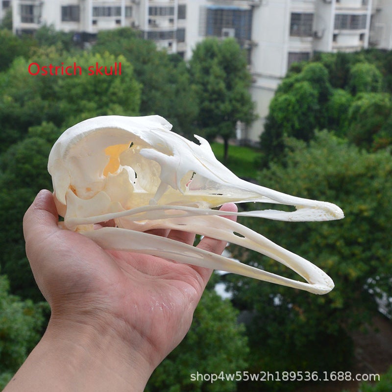 Real Animal Skull Specimen Home Decoration Collections Scientific Research Fox Skull Dog Skull Cat Skull Raccoon skull specimen [about 12cm]]