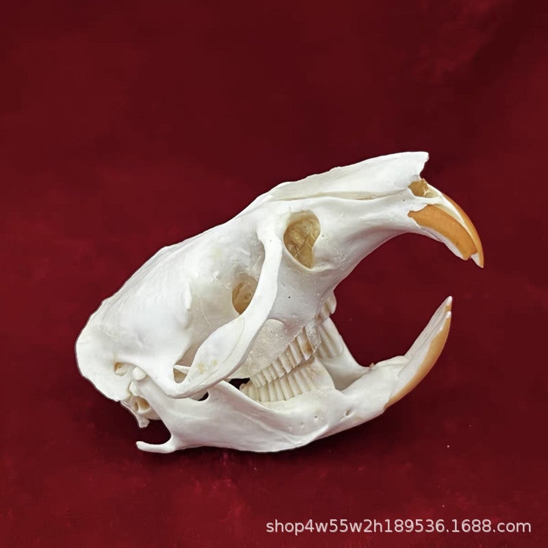 Real Animal Skull Specimen Home Decoration Collections Scientific Research Fox Skull Dog Skull Cat Skull Raccoon skull specimen [about 12cm]]