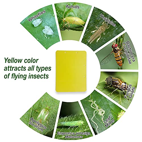 OrganicDews Yellow Double Sided Sticky Glue Bug Trap (8X6 Inches - 10 Traps) with Twist Tie - Flying Insects, Gnats, Thrips, Fruit Flies - Indoor and Outdoor (Pack of 10 Traps) - Image 3