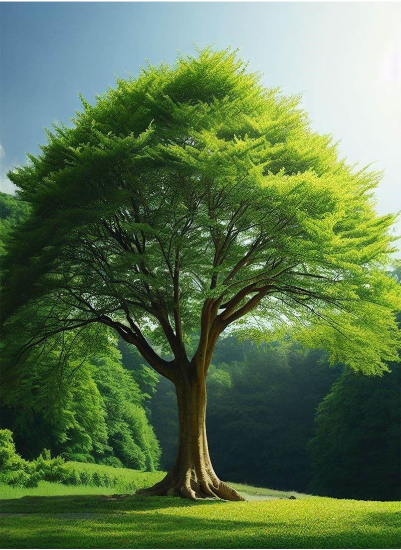 GGOOT - Zelkova serrata (Japanese Zelkova) Tree Seeds, Highly Valued as an Ornamental Tree in Landscaping, Seeds by , You Choose The Amount (0.25 g) - Image 1