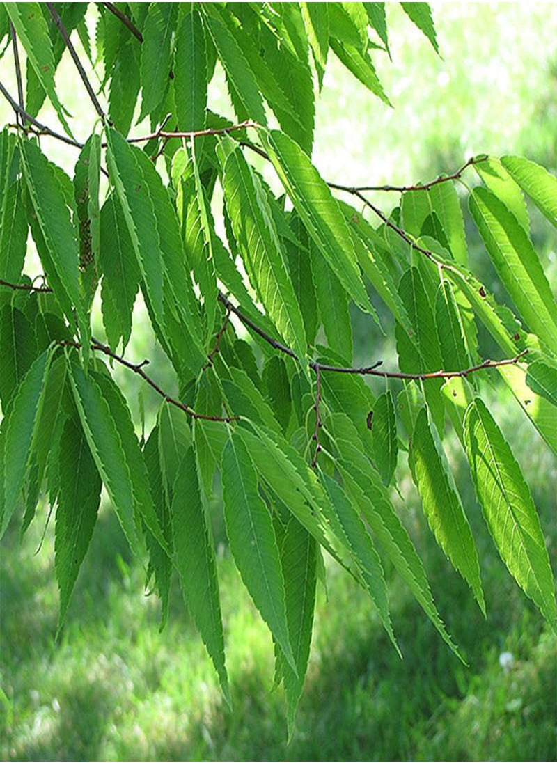 GGOOT - Zelkova serrata (Japanese Zelkova) Tree Seeds, Highly Valued as an Ornamental Tree in Landscaping, Seeds by , You Choose The Amount (0.25 g) - Image 1