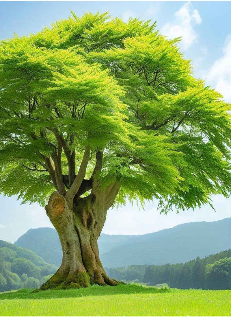 GGOOT - Zelkova serrata (Japanese Zelkova) Tree Seeds, Highly Valued as an Ornamental Tree in Landscaping, Seeds by , You Choose The Amount (0.25 g) - Image 1