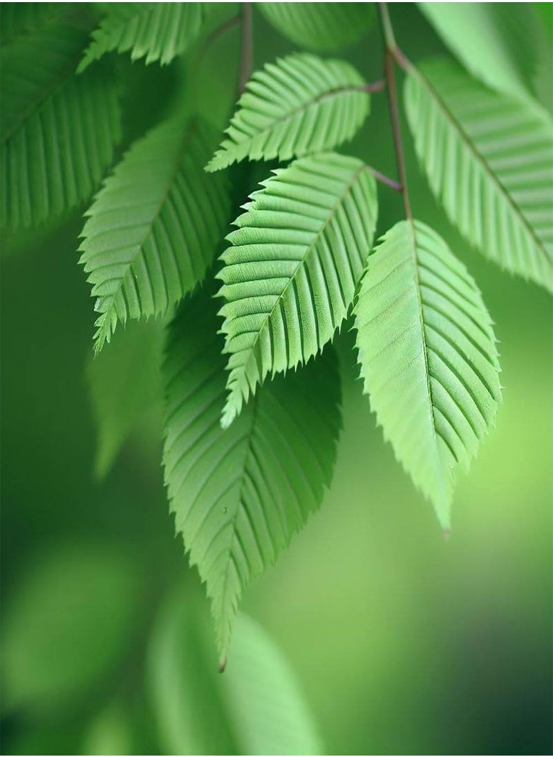 GGOOT - Zelkova serrata (Japanese Zelkova) Tree Seeds, Highly Valued as an Ornamental Tree in Landscaping, Seeds by , You Choose The Amount (0.25 g) - Image 1