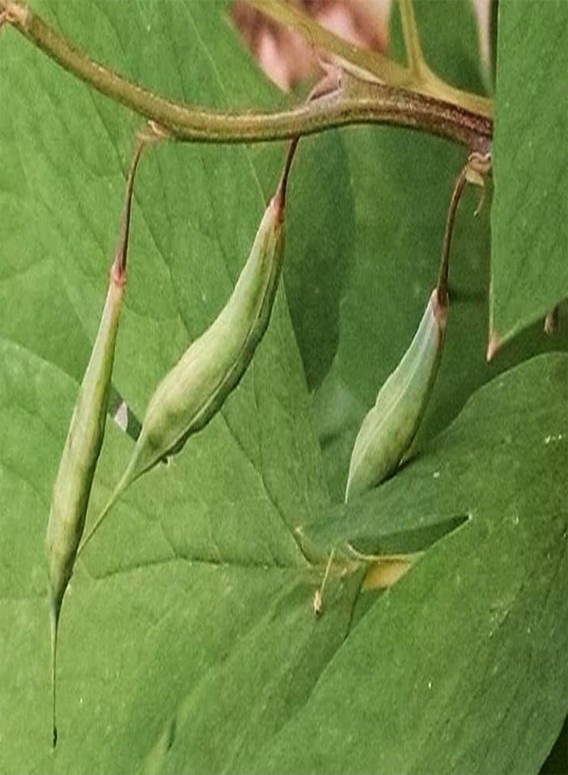 جي جوت 20 قطعة من بذور زهرة القلب الأحمر النازف من نوع Dicentra spectabilis - Image 3