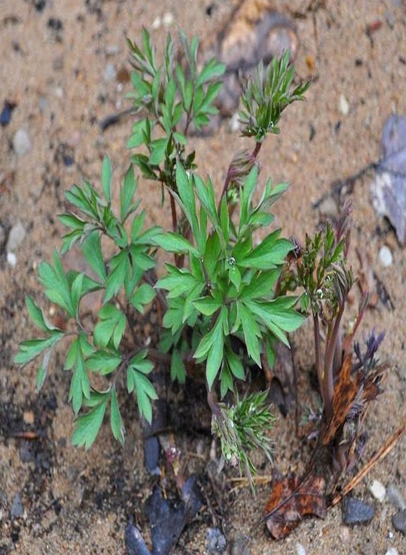 جي جوت 20 قطعة من بذور زهرة القلب الأحمر النازف من نوع Dicentra spectabilis - Image 2