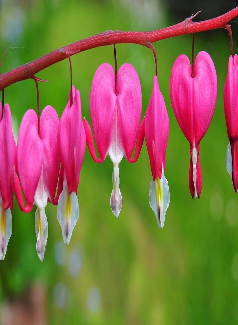 جي جوت 20 قطعة من بذور زهرة القلب الأحمر النازف من نوع Dicentra spectabilis - Image 1