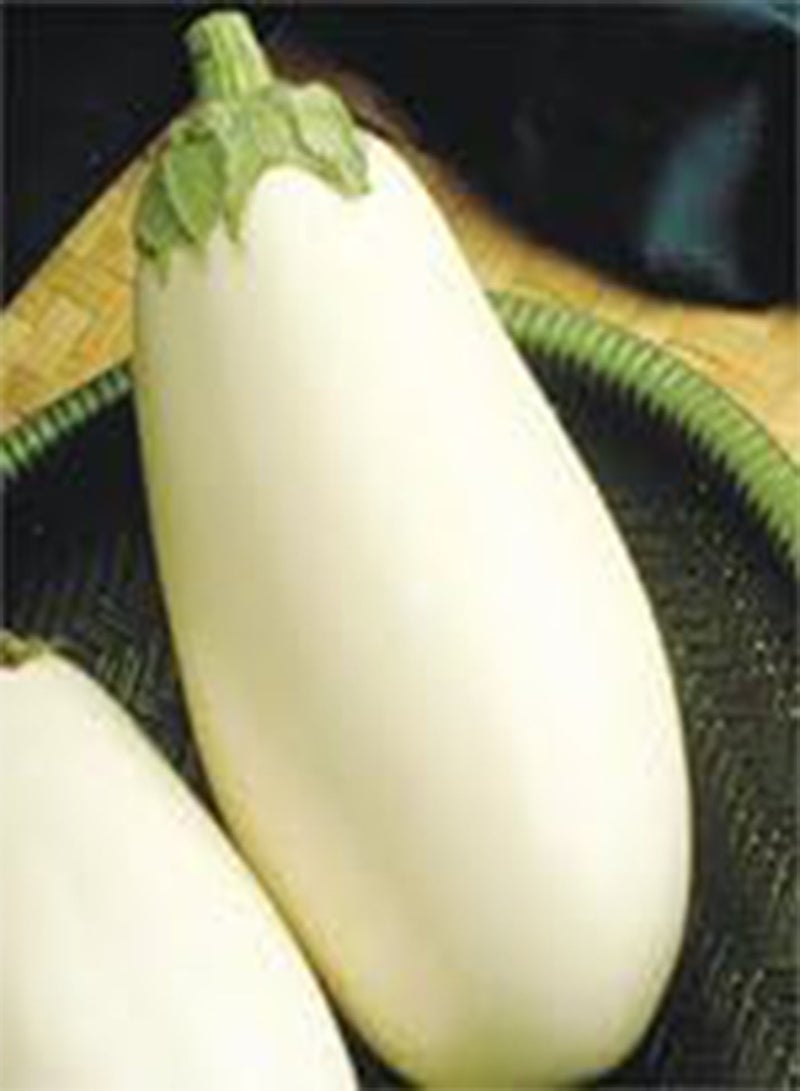 GGOOT Eggplant Cloud Nine 100 Seeds 