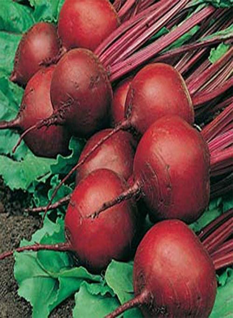 GGOOT RED ACE Hybrid Beet Seeds * 100 Count PKT. * Drought Tolerant * - Image 1
