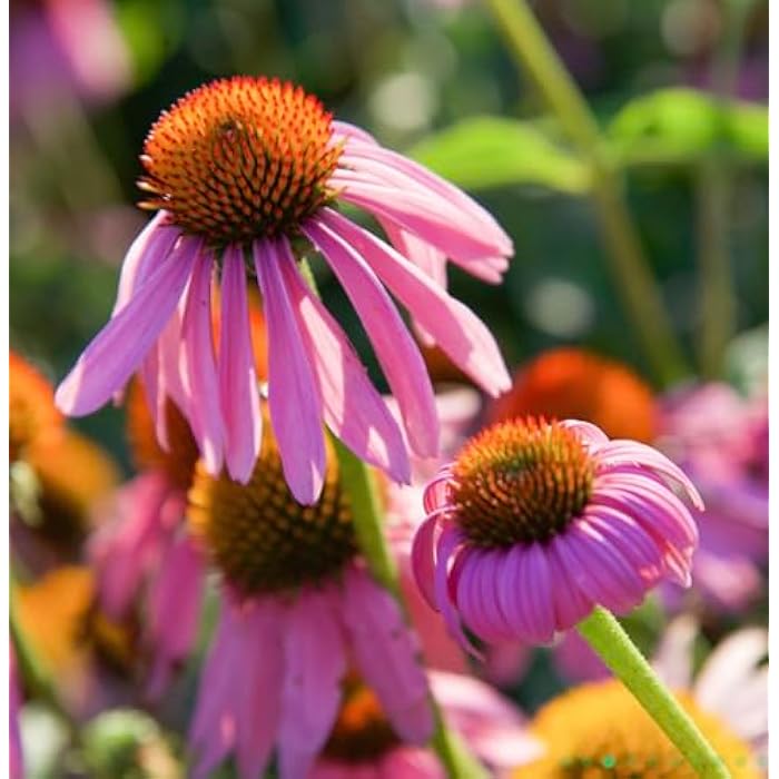 Herb Pharm Kids Certified-Organic Alcohol-Free Immune Avenger Herbal Formula, 1 Ounce - Image 5