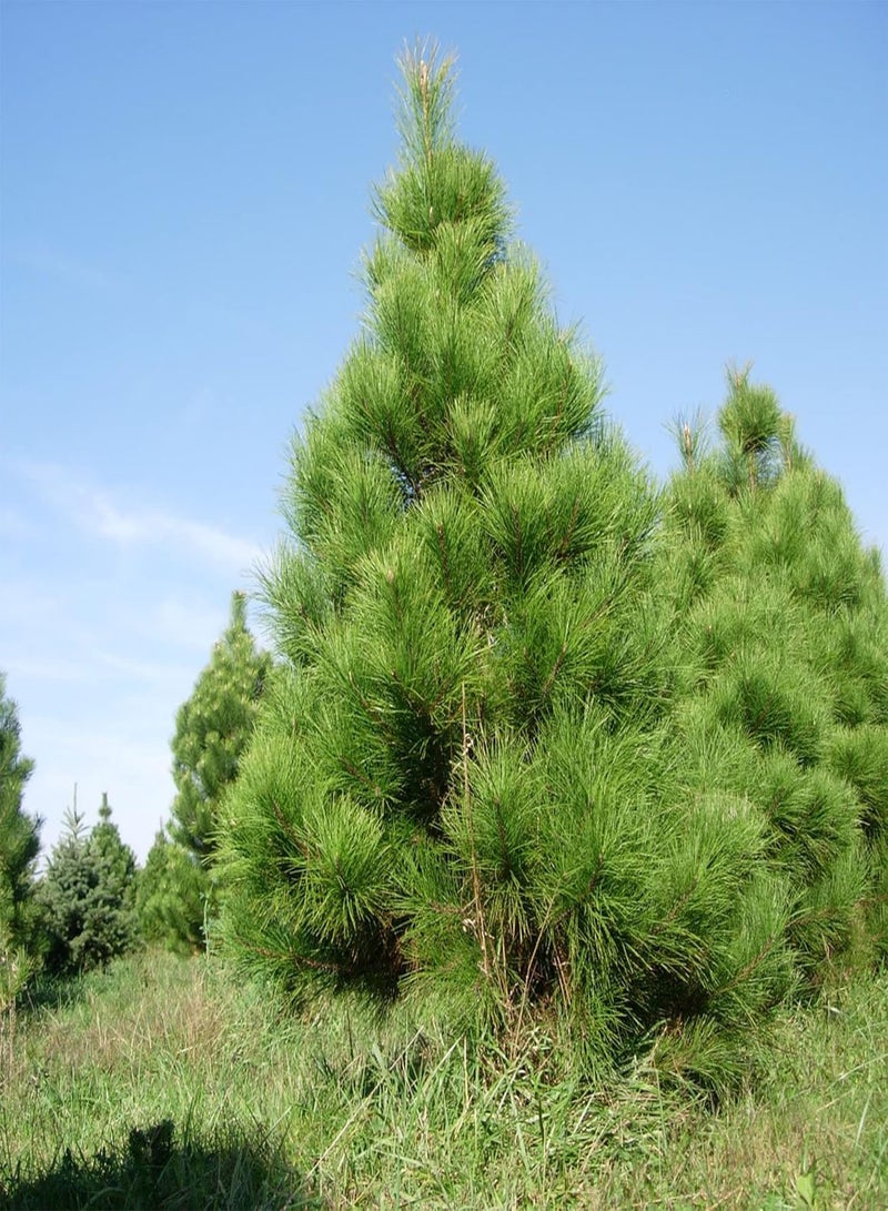 GGOOT Pine Tree Seeds Deer Resistant Drought Tolerant Low Maintenance Evergreen Windbreak Patio Outdoor 100Pcs Tree Seeds by YEGAOL Garden  - Image 2
