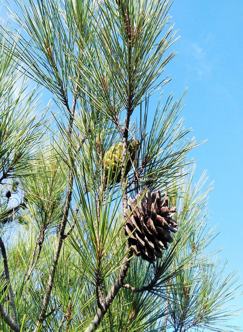 GGOOT Pine Tree Seeds Deer Resistant Drought Tolerant Low Maintenance Evergreen Windbreak Patio Outdoor 100Pcs Tree Seeds by YEGAOL Garden  - Image 3