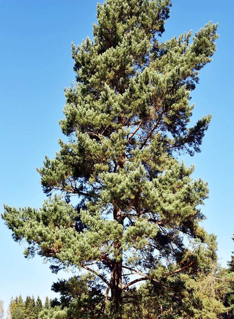 GGOOT Pine Tree Seeds Deer Resistant Drought Tolerant Low Maintenance Evergreen Windbreak Patio Outdoor 100Pcs Tree Seeds by YEGAOL Garden  - Image 1
