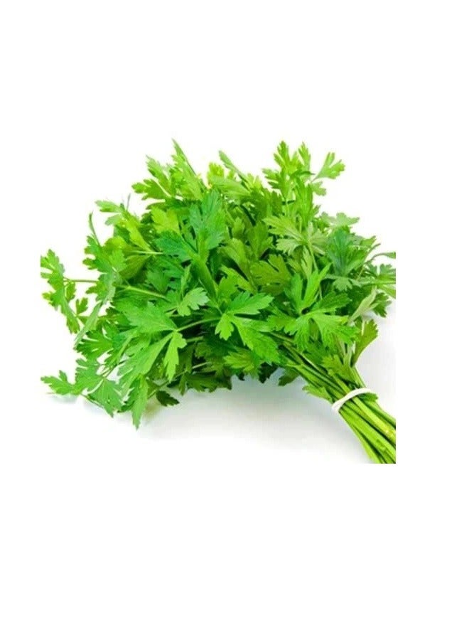 Parsley Seeds - Image 2