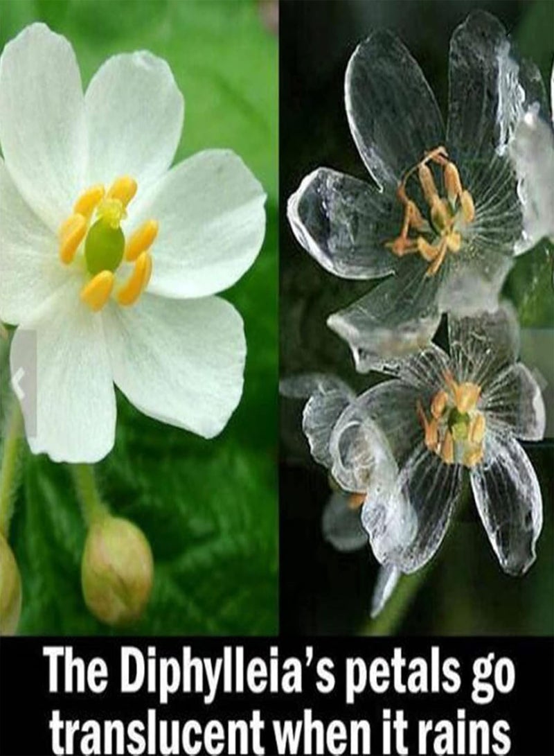 GGOOT 20Pcs/Bag Skeleton Flower Seed Non-GMO Perennial Transparent Flower Rare Skeleton Flower Seedlings for Bonsai Plant Seeds for - Image 5