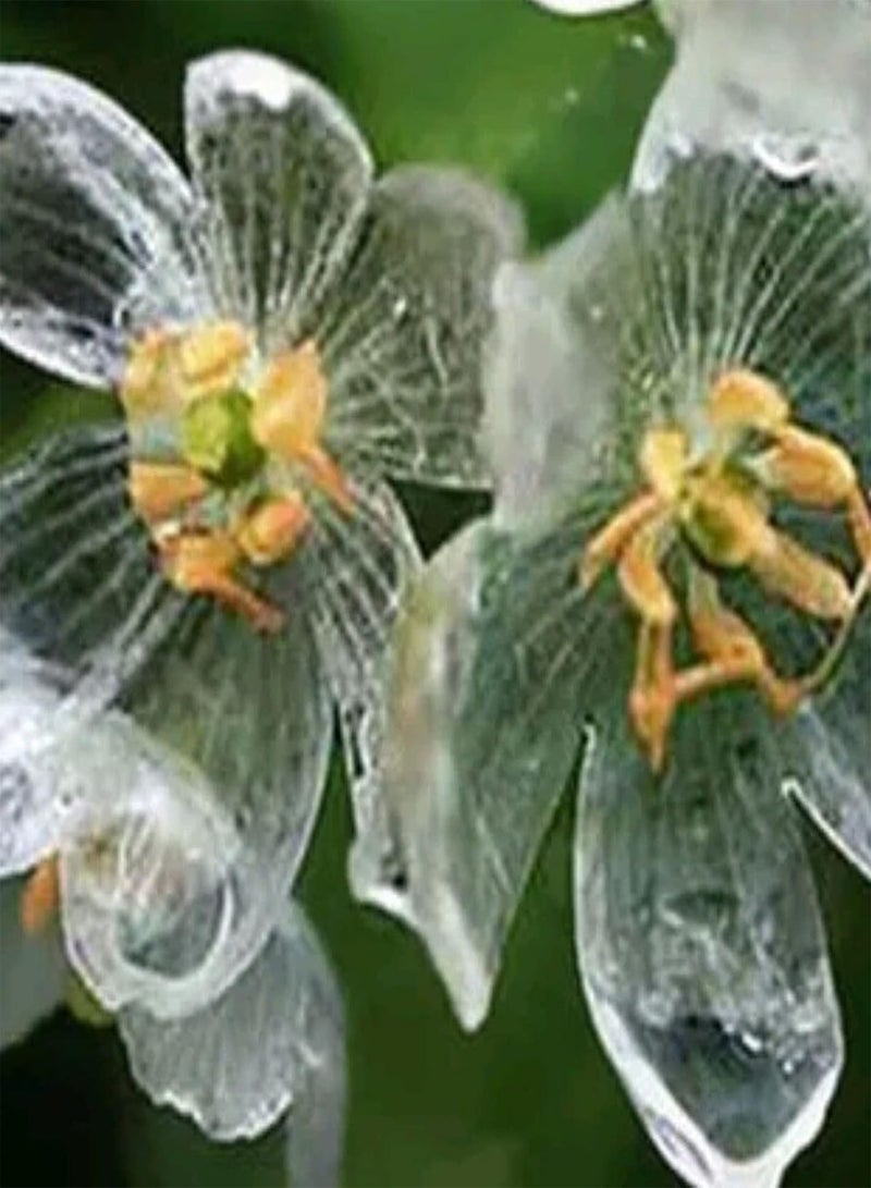 GGOOT 20Pcs/Bag Skeleton Flower Seed Non-GMO Perennial Transparent Flower Rare Skeleton Flower Seedlings for Bonsai Plant Seeds for - Image 2