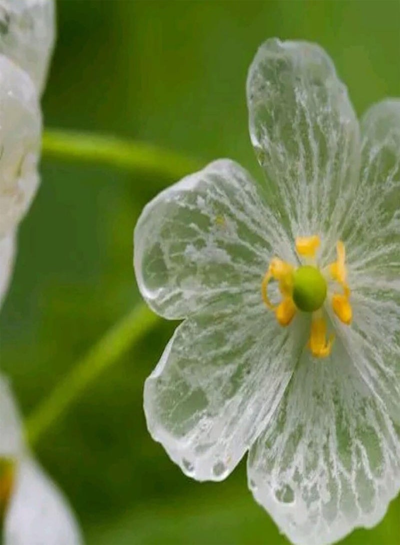 GGOOT 20Pcs/Bag Skeleton Flower Seed Non-GMO Perennial Transparent Flower Rare Skeleton Flower Seedlings for Bonsai Plant Seeds for - Image 4