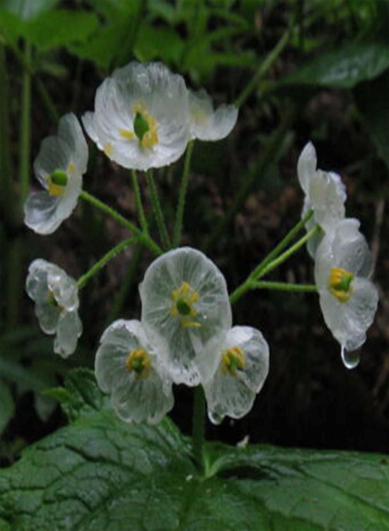 GGOOT 20Pcs/Bag Skeleton Flower Seed Non-GMO Perennial Transparent Flower Rare Skeleton Flower Seedlings for Bonsai Plant Seeds for - Image 3