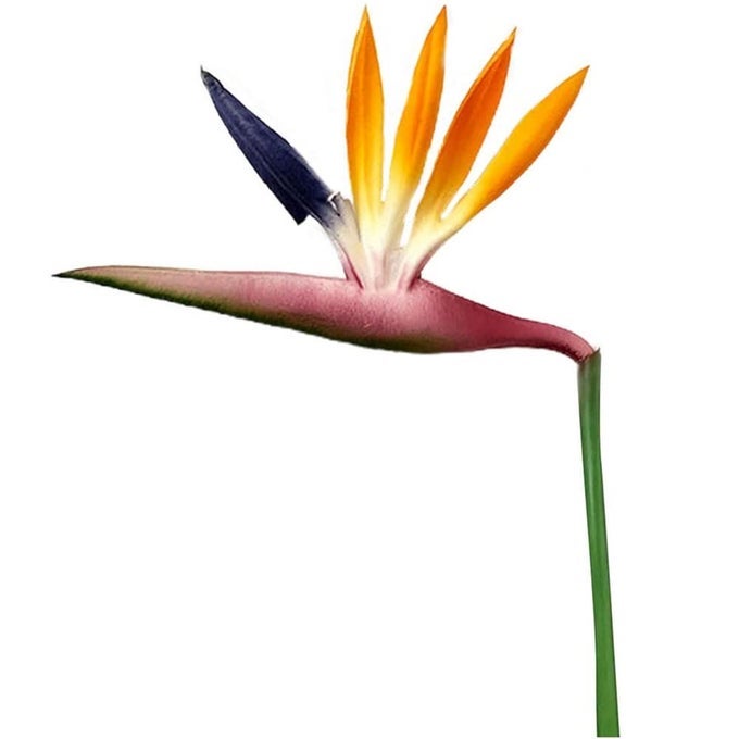 8 PACK 2112 INCH ARTIFICIAL FLOWERS BIRD OF PARADISEGREEN PLANT FOR HOME GARDEN DECORATION OFFICE VERANDAH WEDDING DECORATIONS PURPLE