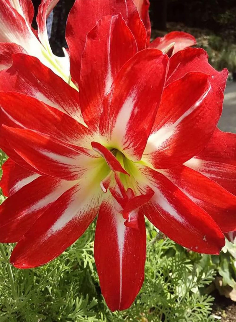 GGOOT 2pcs Red Amaryllis Seeds Bonsai Flower Plants DIY Home Garden with Art Ornamental Suitable for Beginners Quite Exotic - Image 2