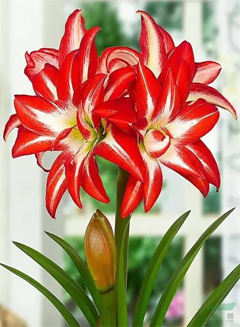 GGOOT 2pcs Red Amaryllis Seeds Bonsai Flower Plants DIY Home Garden with Art Ornamental Suitable for Beginners Quite Exotic - Image 1