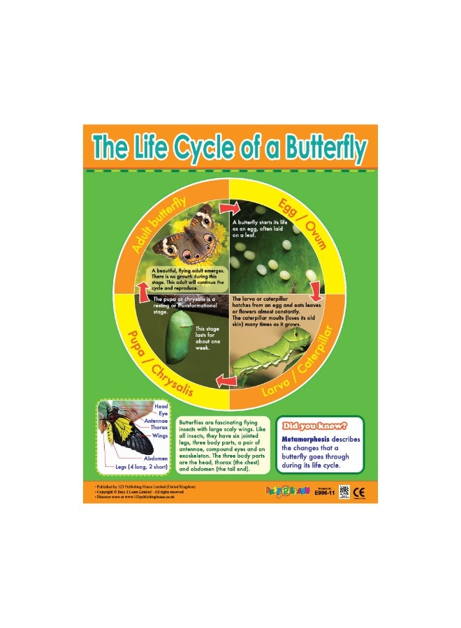 123 Publishing House The Life Cycle of a Butterfly - Wall Chart in English - Image 1