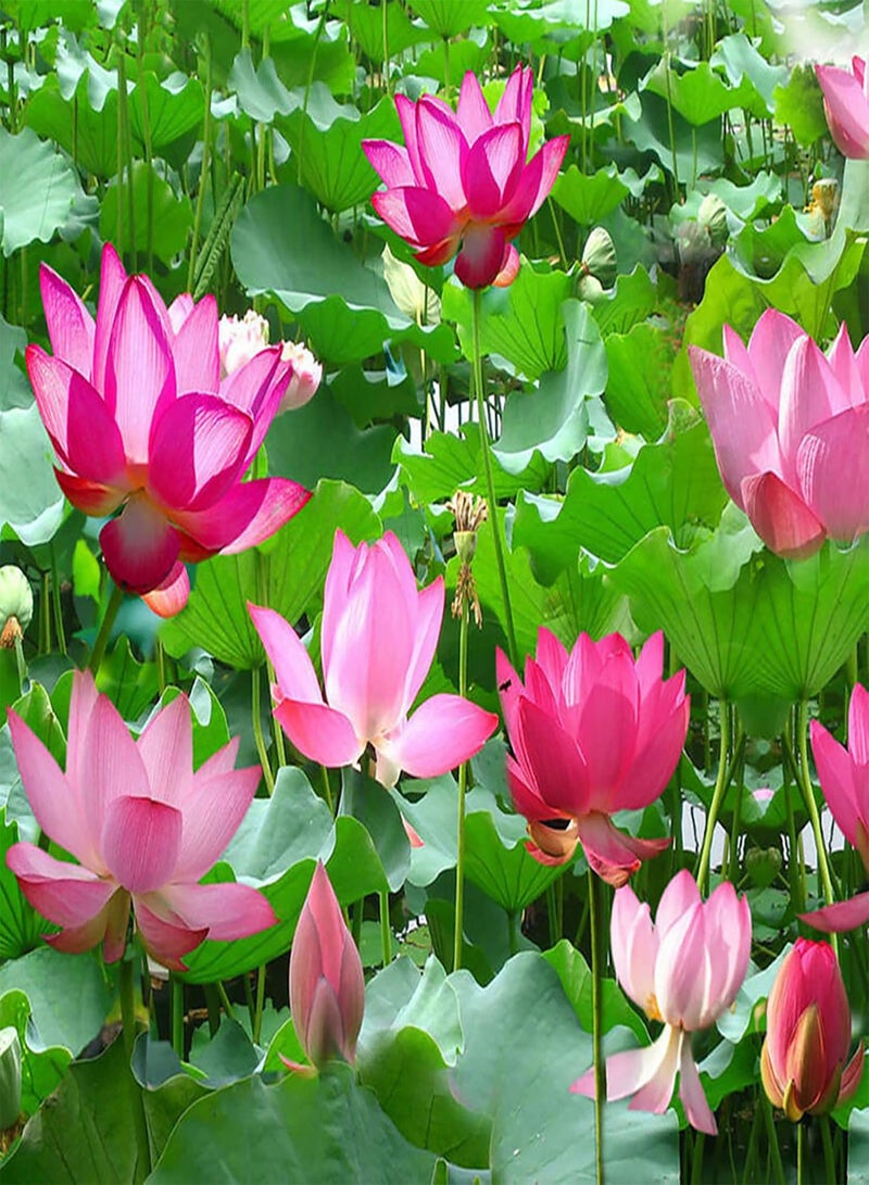 GGOOT 20Pcs/Bag Lotus Seeds Easy to Plant Flowering Plants Viable Indoor Outdoor Sowing Bonsai Seeds for Garden - Purple - Flower Seeds Vegetable Seeds Fruit Seeds Garden Plant Seeds for Planting  - Image 4