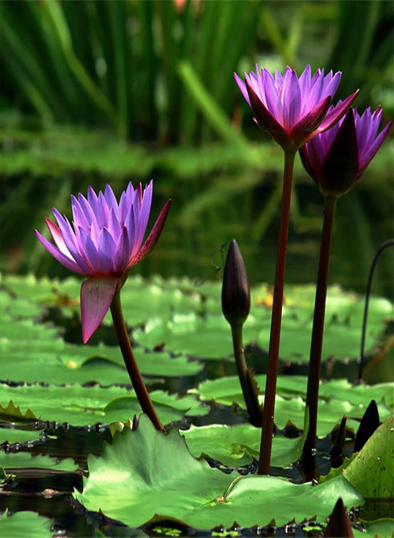 GGOOT 20Pcs/Bag Lotus Seeds Easy to Plant Flowering Plants Viable Indoor Outdoor Sowing Bonsai Seeds for Garden - Purple - Flower Seeds Vegetable Seeds Fruit Seeds Garden Plant Seeds for Planting  - Image 2