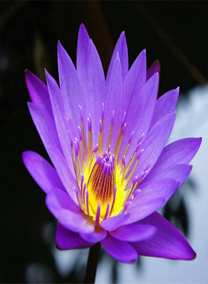 GGOOT 20Pcs/Bag Lotus Seeds Easy to Plant Flowering Plants Viable Indoor Outdoor Sowing Bonsai Seeds for Garden - Purple - Flower Seeds Vegetable Seeds Fruit Seeds Garden Plant Seeds for Planting  - Image 1