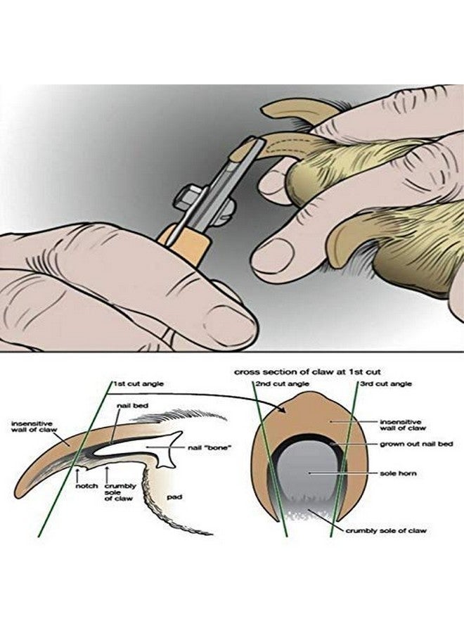 سايج سكوير مقص أظافر الكلاب مع مقص (قد يختلف اللون) - Image 4