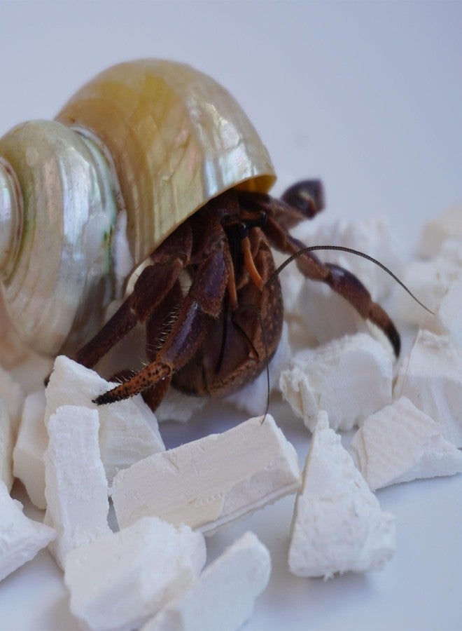 Begeterday Hermit Crab Accessories, 1.6oz Cuttlebone Small Particles for Hermit Crabs - Image 3