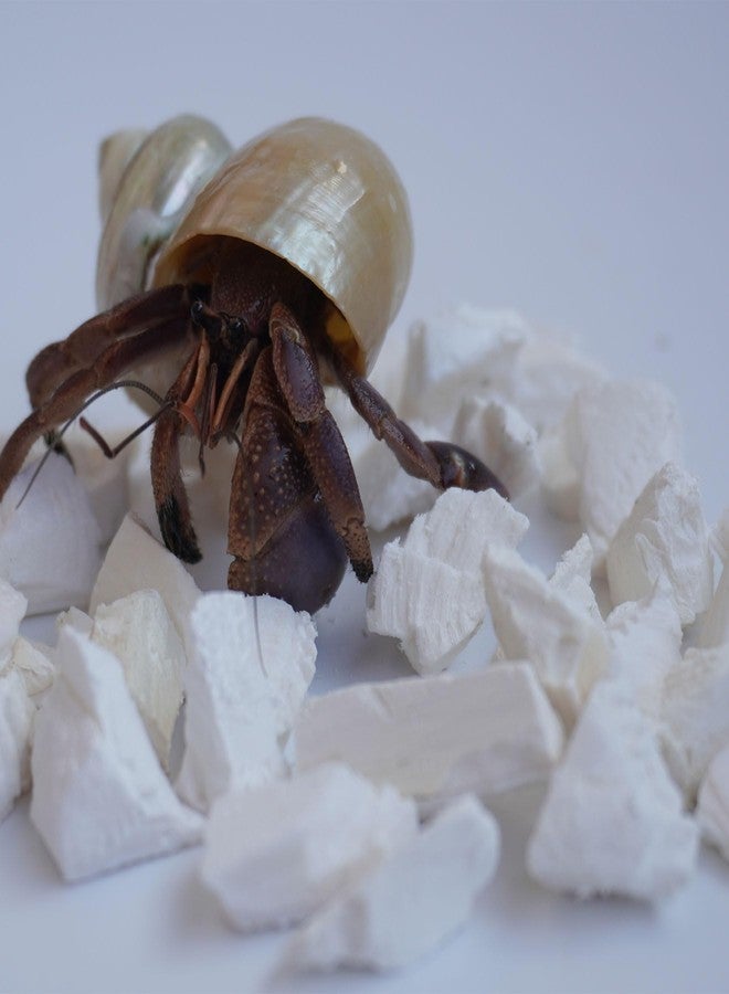Begeterday Hermit Crab Accessories, 1.6oz Cuttlebone Small Particles for Hermit Crabs - Image 2