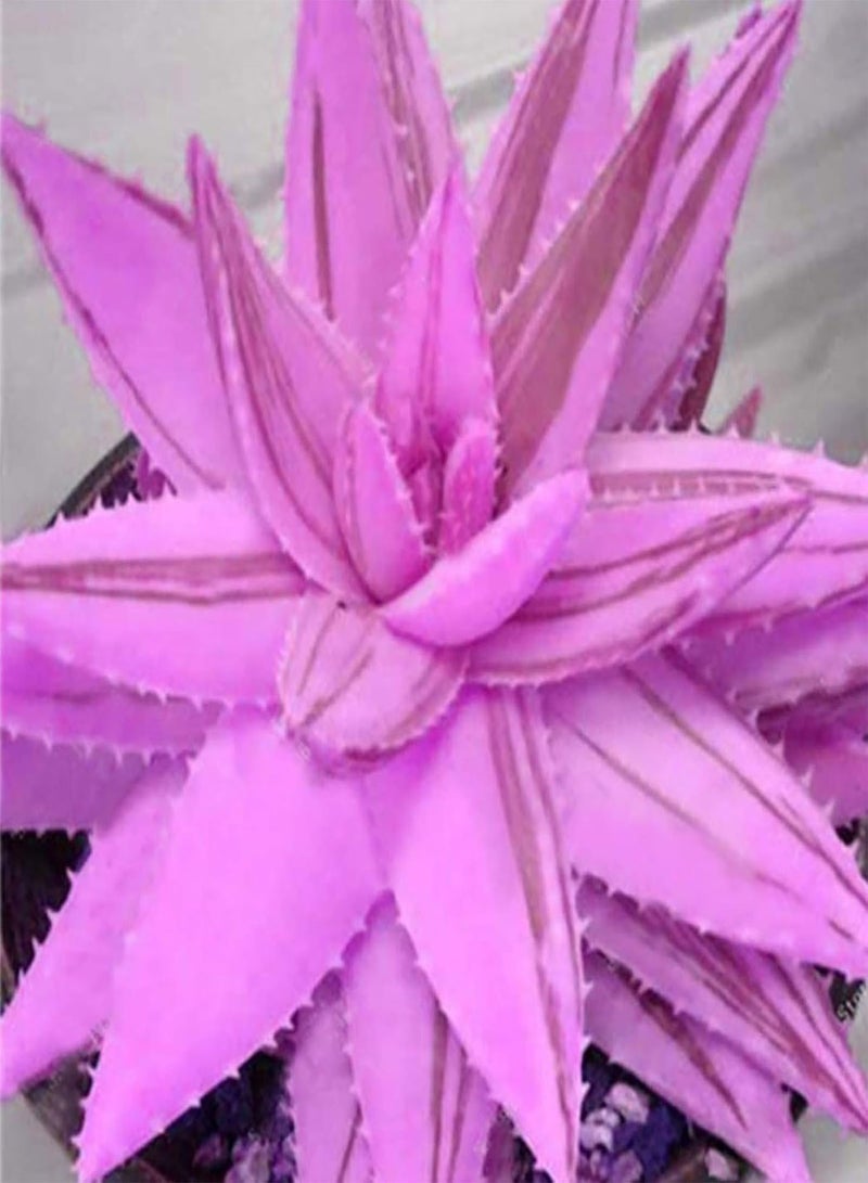 GGOOT Green Garden Flower Plants-100Pcs/Bag Rainbow Aloe Seeds Multi-Color Skin Care Water-Saving Strong Vitality Aloe Seeds for Bonsai - 8 - Image 4