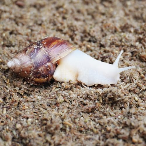 Begeterday 2 Quarts Organic Fiber Substrate for Pet Snail, Ideal Snail Terrarium Accessories for Retains Moisture - Image 3