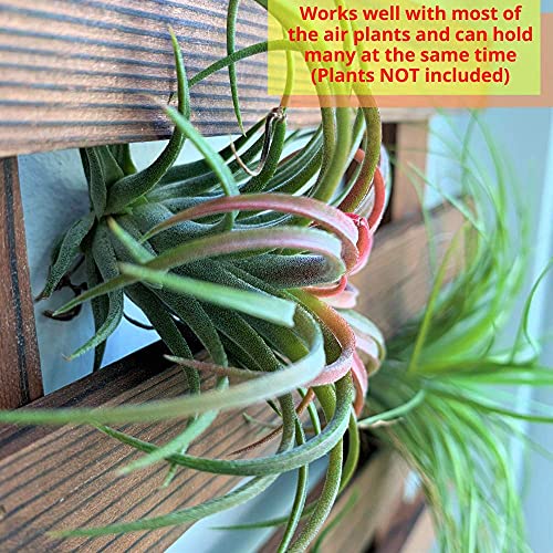 ShopLaLa Wall Planter - Wooden Hanging Planter for Indoor Plants, Plant Stand, Air Plant Succulent Holder, Vertical Garden. Large Wall Decor for Living Room, Room Decor for Teens, 60cm (23.6") - Image 3