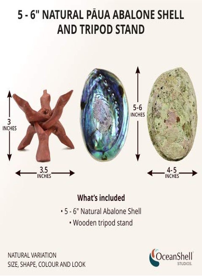 Ocean Shell Studios. Ocean Shell Studios 5-6 inches Premium Natural Abalone (Pāua) Shell with Wooden Stand for Smudging, Cleansing Home, Meditation, Shell Crafts,Incense Holder, Home Décor, 100% Natural, Sustainable. - Image 2