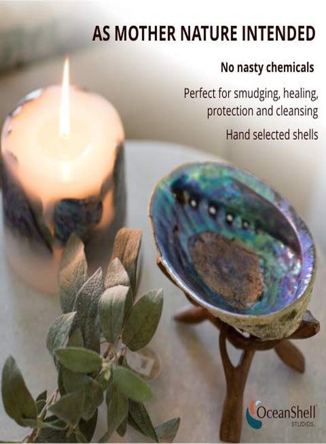 Ocean Shell Studios. Ocean Shell Studios 5-6 inches Premium Natural Abalone (Pāua) Shell with Wooden Stand for Smudging, Cleansing Home, Meditation, Shell Crafts,Incense Holder, Home Décor, 100% Natural, Sustainable. - Image 3