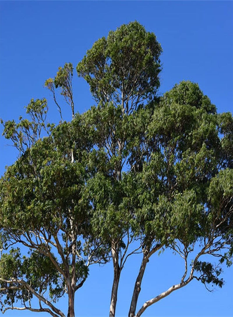 GGOOT 200Pcs Eucalyptus Seeds Planted Outdoors Beautiful Perennial Dense Shade Trees Create The Perfect Visual Feast Loved by People - Image 2