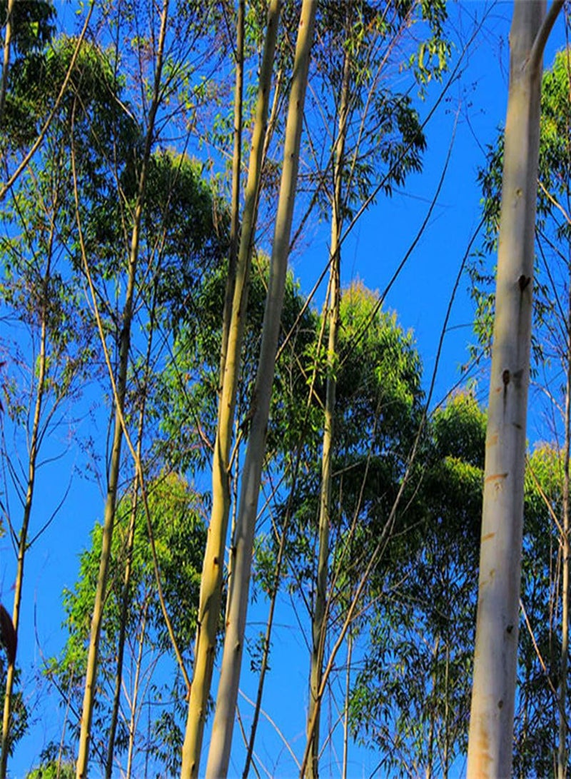 GGOOT 200Pcs Eucalyptus Seeds Planted Outdoors Beautiful Perennial Dense Shade Trees Create The Perfect Visual Feast Loved by People - Image 1