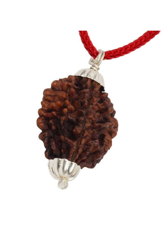 ASTRODIDI 2 Mukhi Rudraksha Original Certified Two Face Silver Coated Pendant | Astrological Benefits and Positive Energy | Unisex Design for Men & Women - Image 3