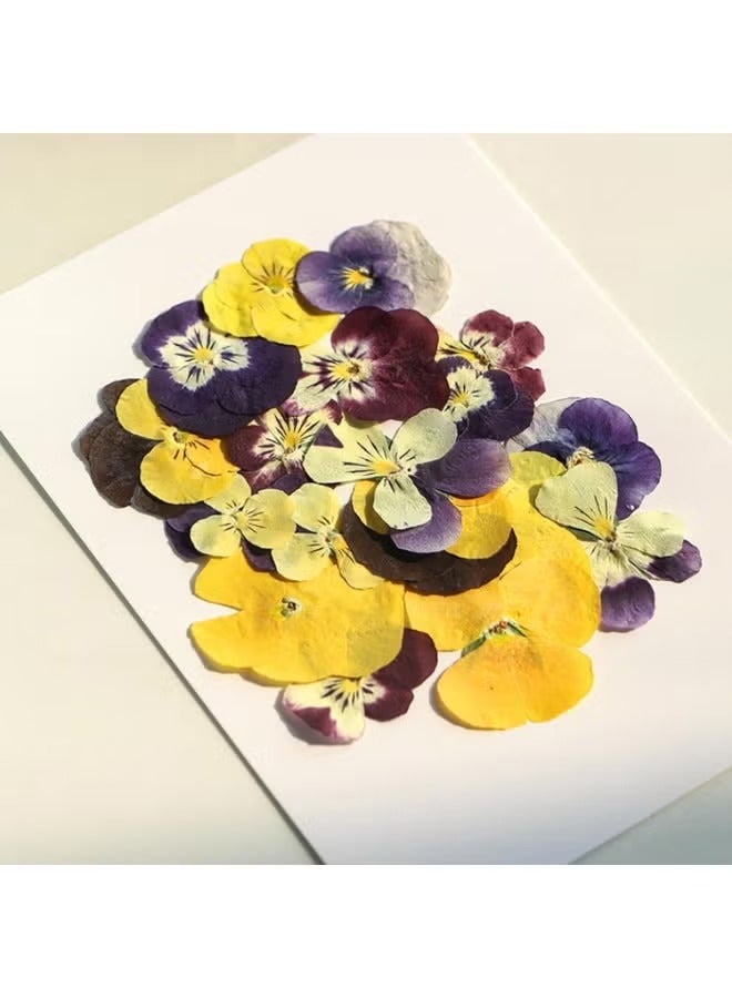 Hoasis 72 Pcs Dried Pressed Flowers for Resin DIY,  Art Crafts, Natural Dry Floral Epoxy Jewelry Real Flower Decor, For Cakes, Phone Cases, Candles, Handmade Soap, Purple Pansy - Image 2