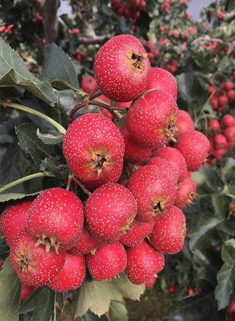 GGOOT Hawthorn Tree Seeds 10+ (Crataegus monogyna) Organic Fresh Wild Fruit Sour and Sweet Herb Maybus May Treeh Plants Premium Seeds for Planting Garden Outdoors - Image 2