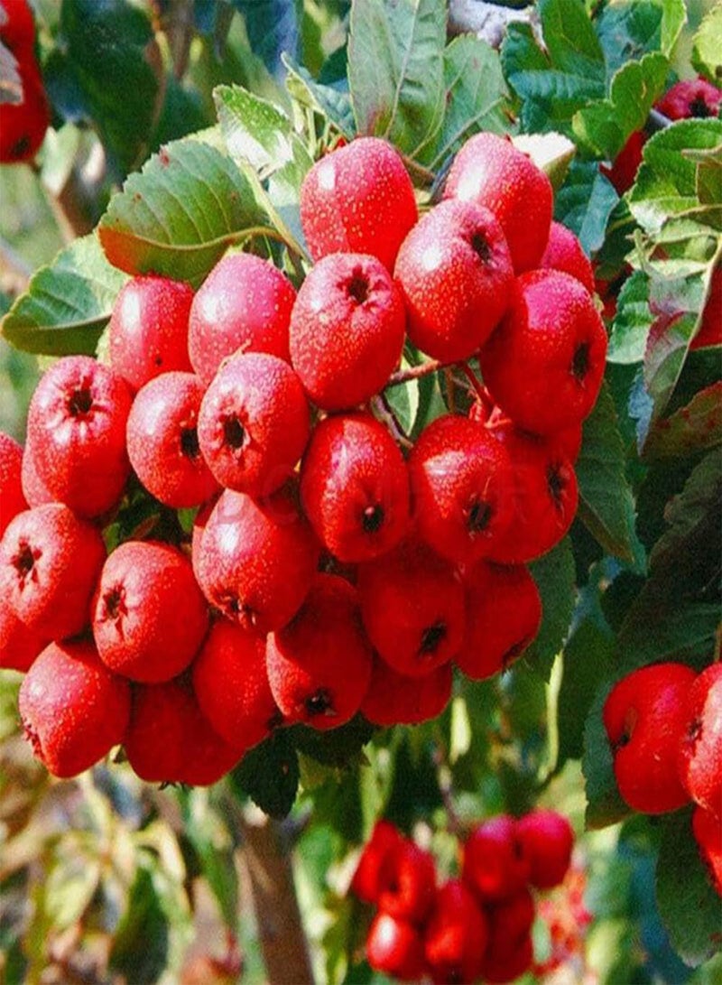 GGOOT Hawthorn Tree Seeds 10+ (Crataegus monogyna) Organic Fresh Wild Fruit Sour and Sweet Herb Maybus May Treeh Plants Premium Seeds for Planting Garden Outdoors - Image 3