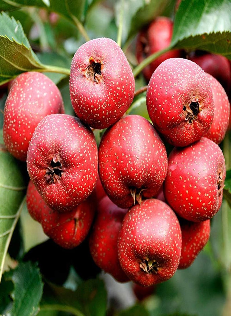 GGOOT Hawthorn Tree Seeds 10+ (Crataegus monogyna) Organic Fresh Wild Fruit Sour and Sweet Herb Maybus May Treeh Plants Premium Seeds for Planting Garden Outdoors - Image 1
