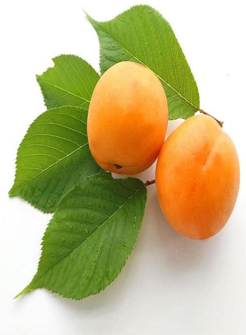 GGOOT 10Pcs Apricot Seeds Planted Throughout The Year Don't Need Much Care Enjoy The Joy of Harvest Create Different Garden Atmosphere - Image 1