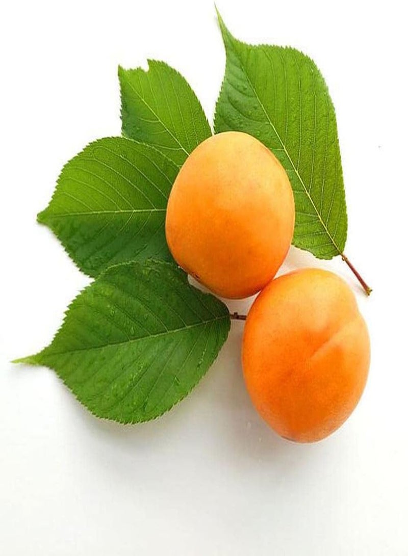 GGOOT 10Pcs Apricot Seeds Planted Throughout The Year Don't Need Much Care Enjoy The Joy of Harvest Create Different Garden Atmosphere - Image 3