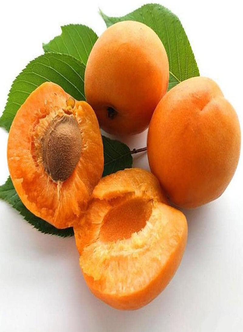 GGOOT 10Pcs Apricot Seeds Planted Throughout The Year Don't Need Much Care Enjoy The Joy of Harvest Create Different Garden Atmosphere - Image 2